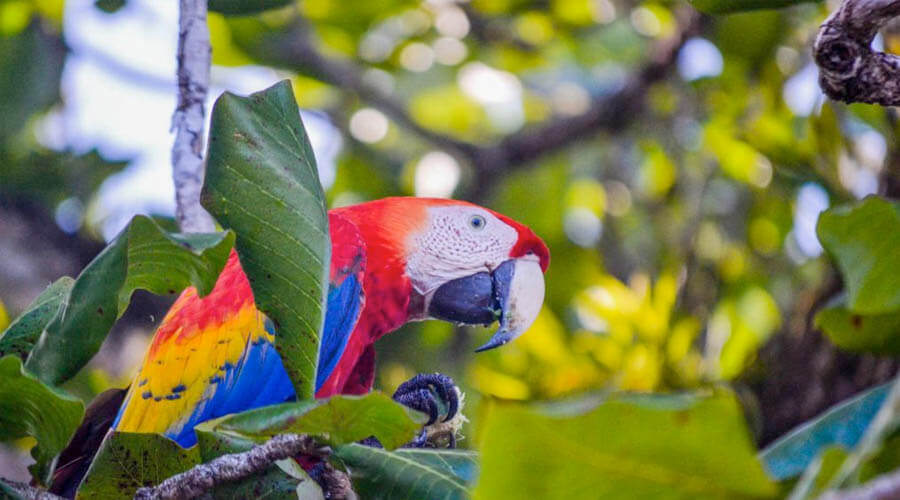 Costa Rica natura 