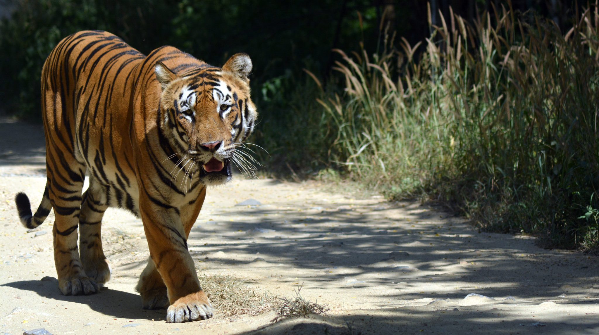 INDIA: Alla ricerca della tigre
