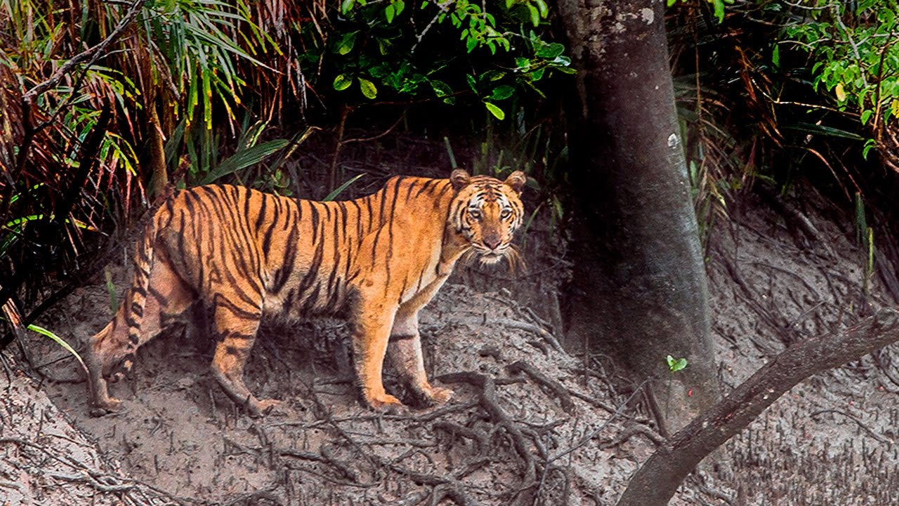 BANGLADESH: Lo spettacolo delle Sundarbans tra mangrovie e tigri