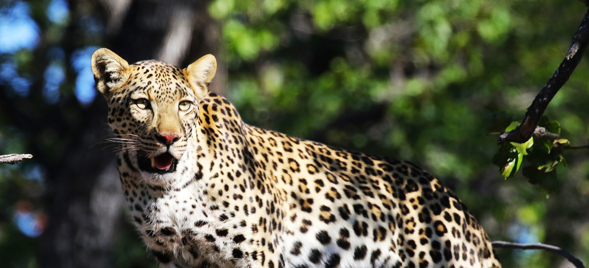 BOTSWANA: Avventura in savana