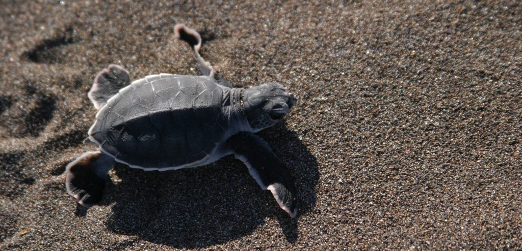 COSTA RICA: Tra vulcani, terme e coralli