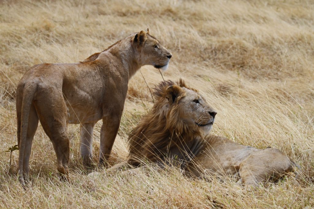 Tanzania safari e Zanzibar