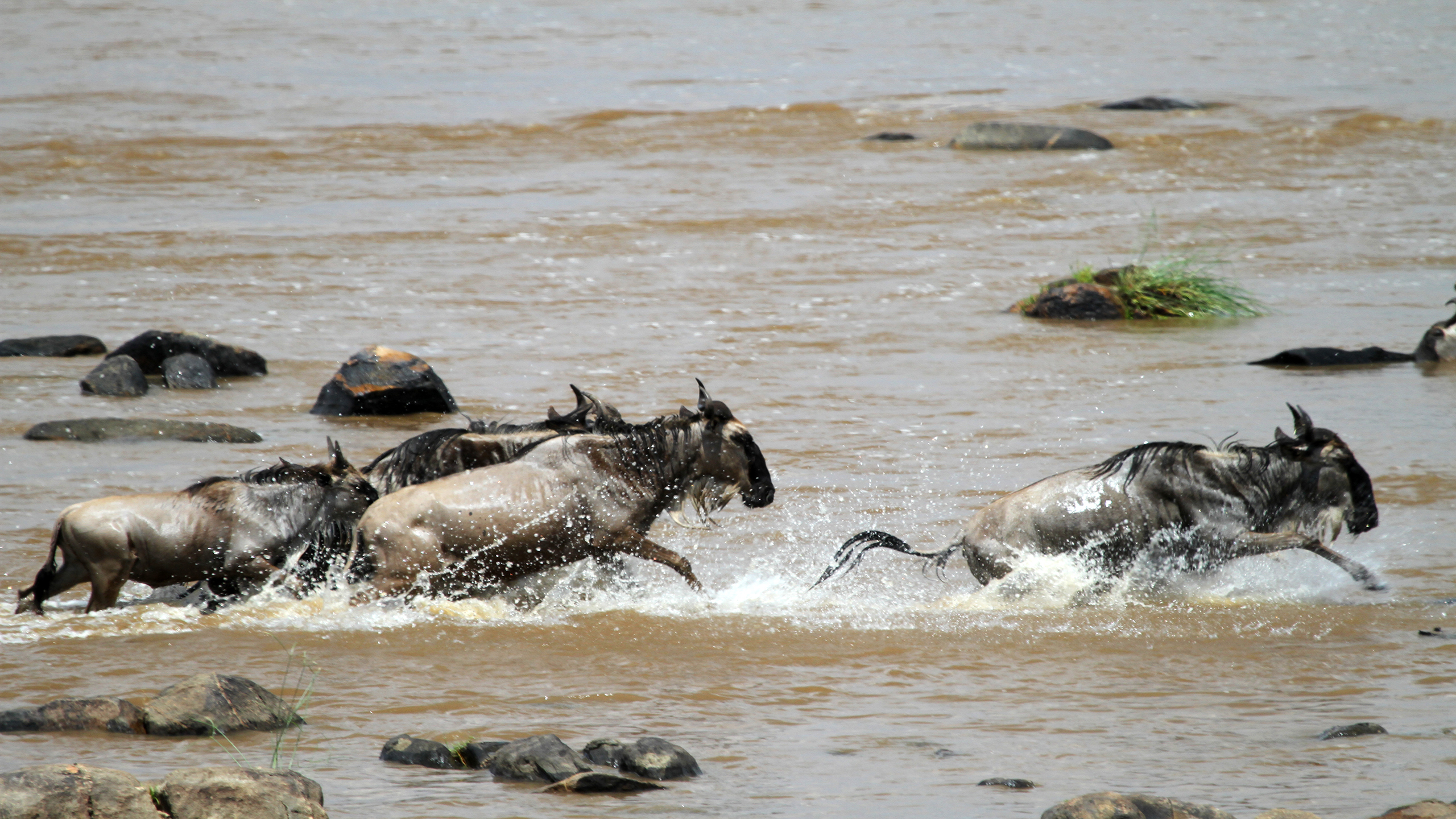 TANZANIA: The Great Migration