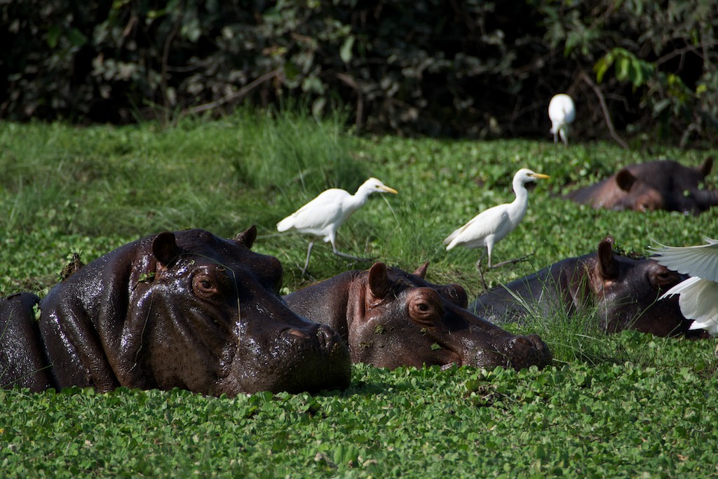 Guinea Bissau