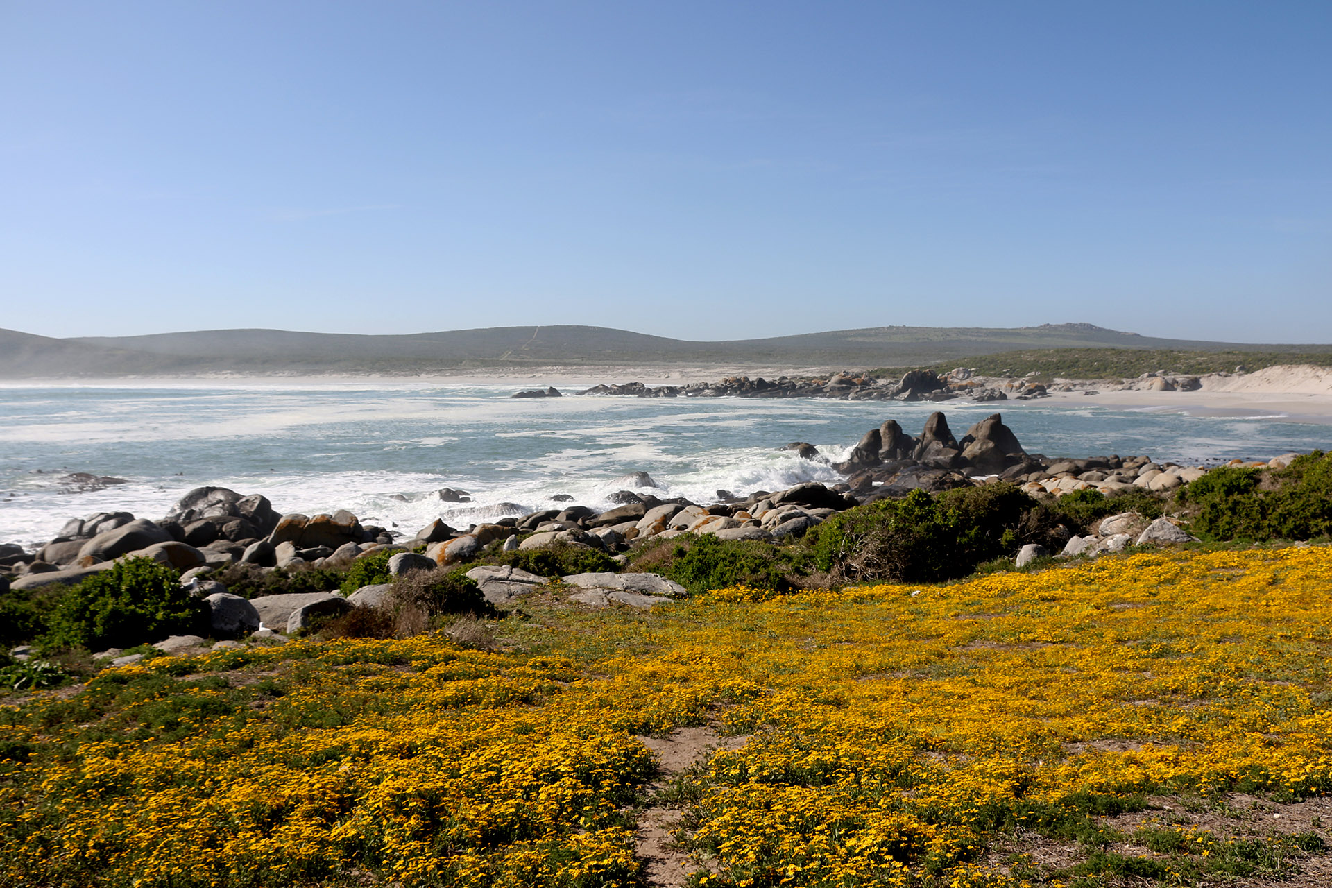 SOUTH AFRICA: Flower desert and whales