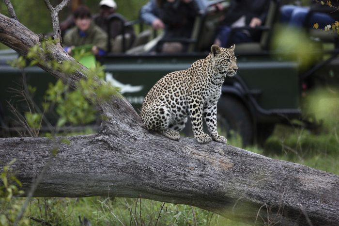 SUDAFRICA: Dal Kruger a Cape Town