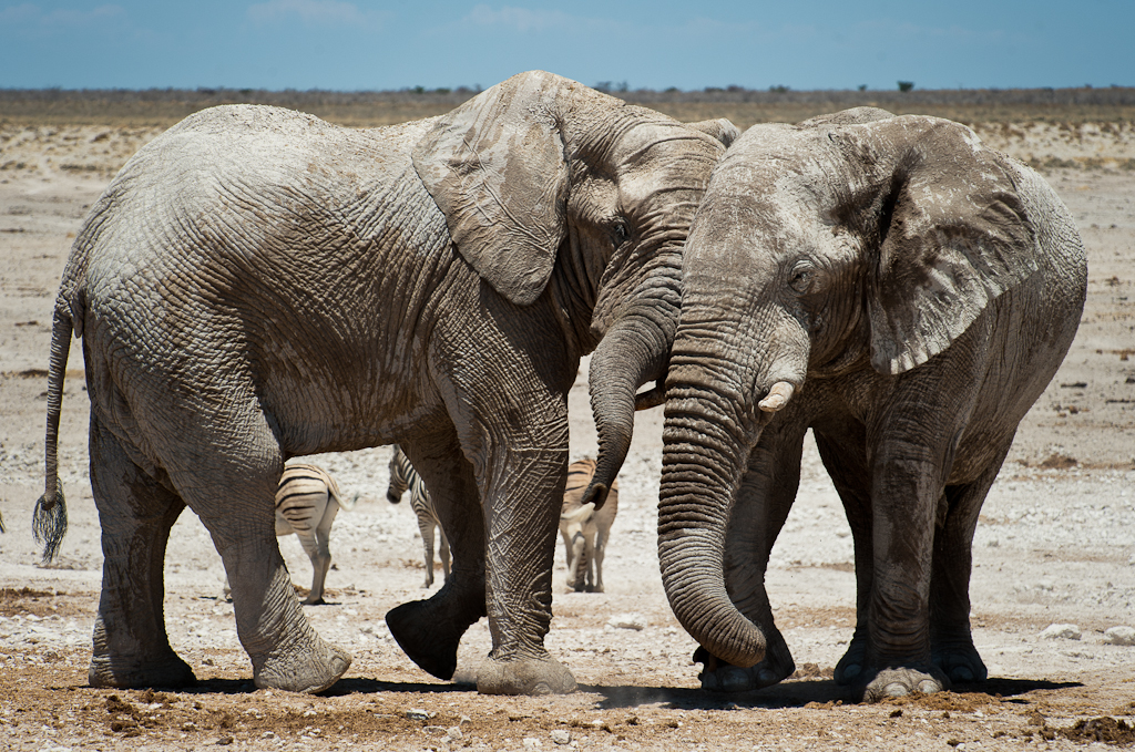 namibia etosha elephant