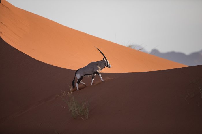 NAMIBIA: Deserts and savannah