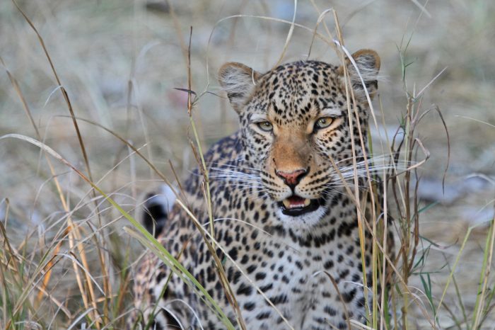 ZAMBIA: Il fascino della natura e dei safari