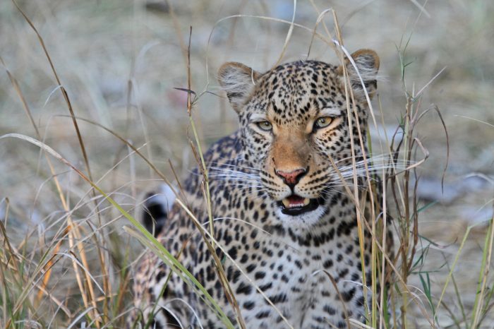 ZAMBIA: Il fascino della natura e dei safari