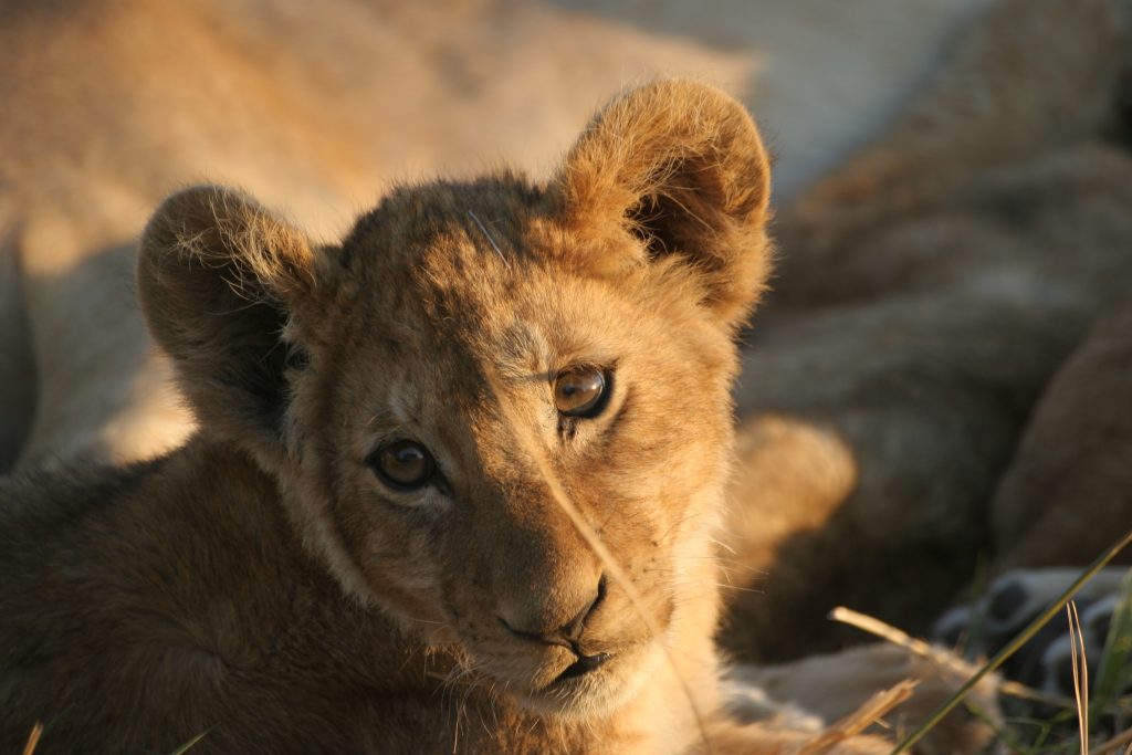 botswana safari