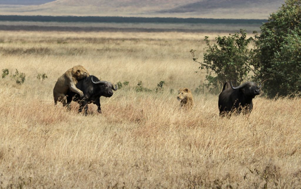Leoni attaccano bufalo in Ngorongoro