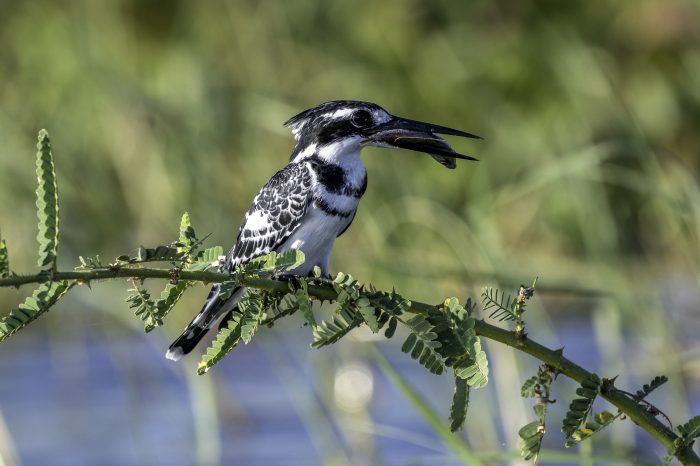 MALAWI: Safari e spiagge