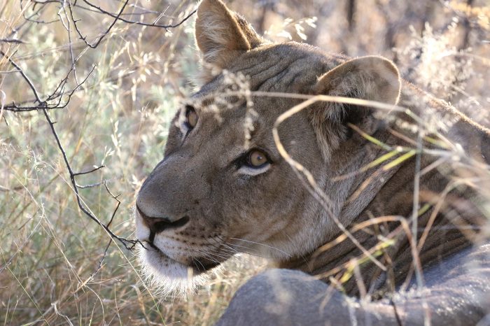 Botswana