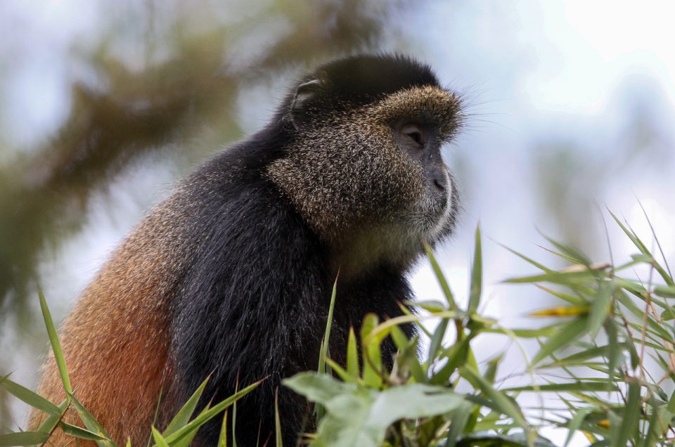 Mgahinga Gorilla National Park in Uganda