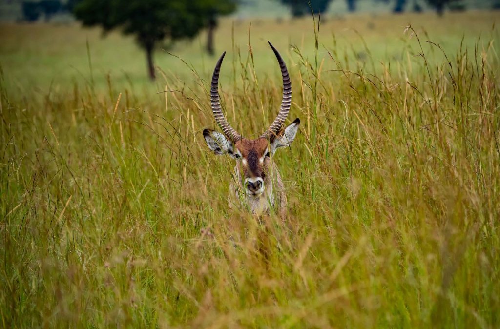 Kidepo Valley National Park in Uganda