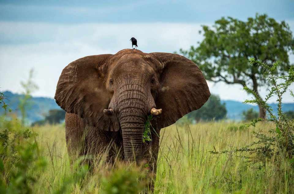 Kidepo Valley National Park in Uganda