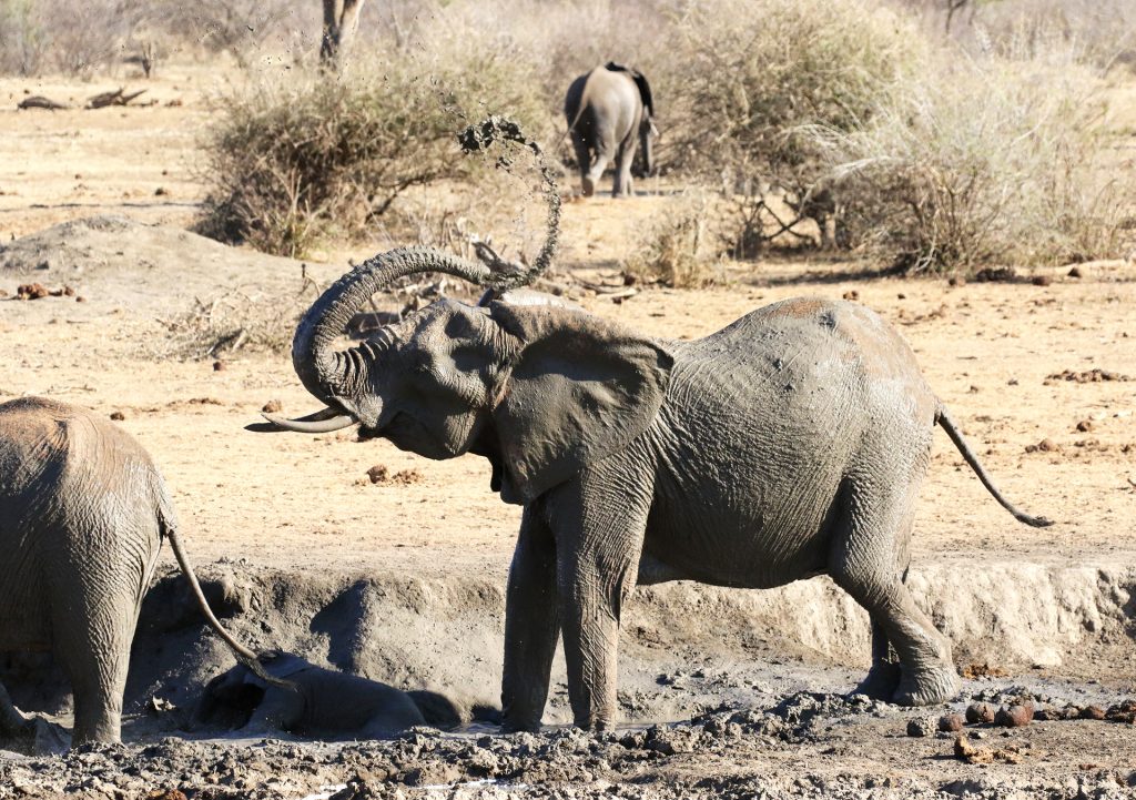Elefante durante il safari Rockfig Lodge nella Madikwe Game Reserve in Sudafrica