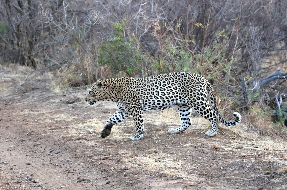Safari al Rockfig Lodge nella Madikwe Game Reserve in Sudafrica