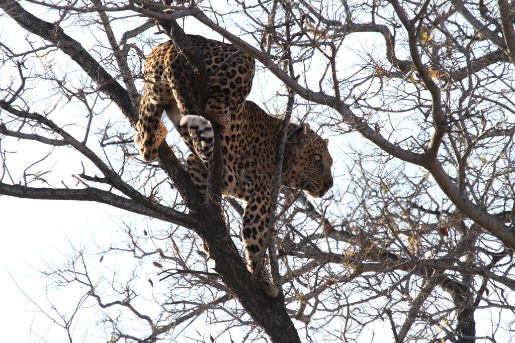 Leopard in South Africa