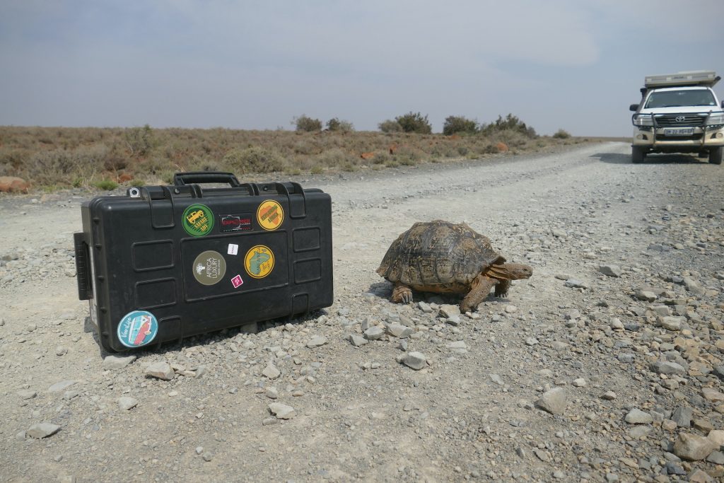 Explorer Cases con una tartaruga