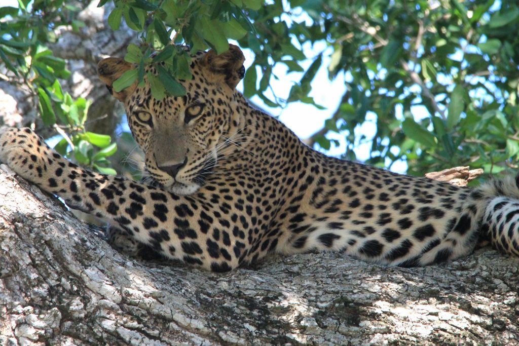 Sri Lanka