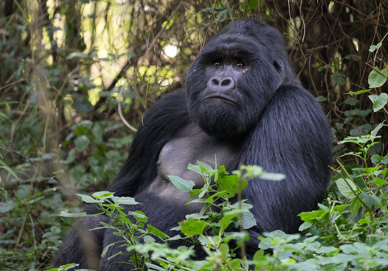 Uganda safari gorilla