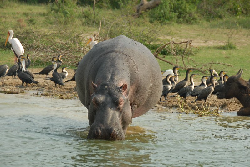 Hippo in uganda Queen Elizabeth National Park