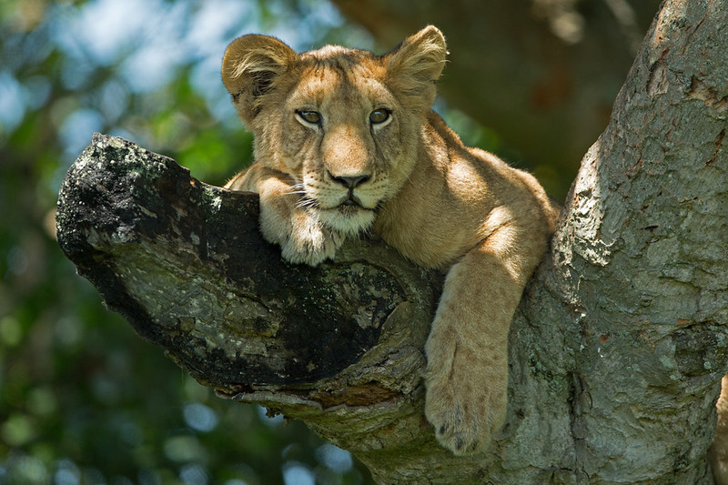 uganda treeclimbing lion