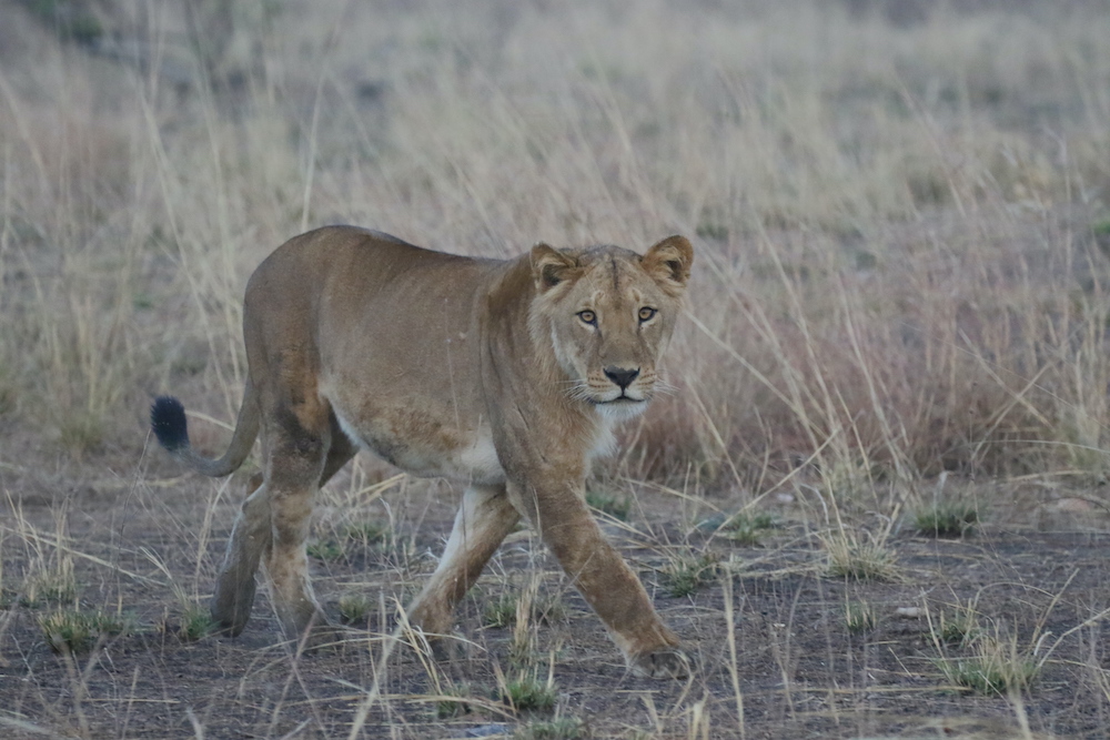 leonessa al pendjari national park