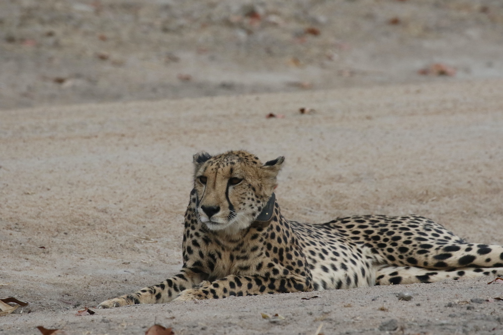 Ghepardo a Liwonde National Park