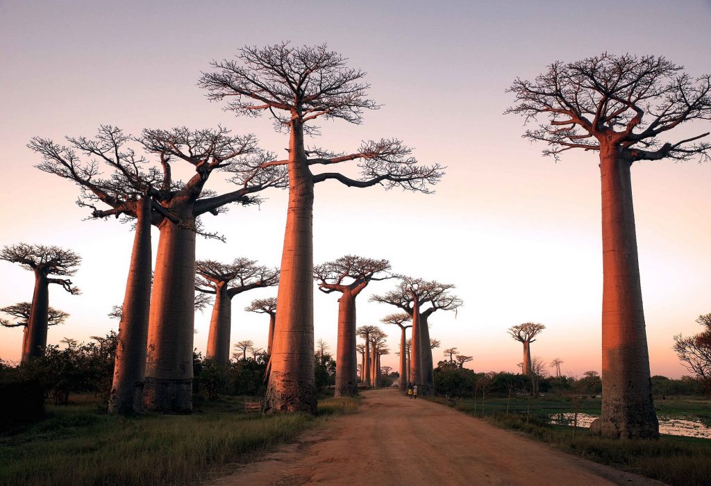 viale dei baobab