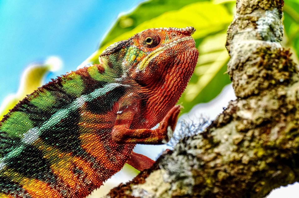 camaleonte del madagascar