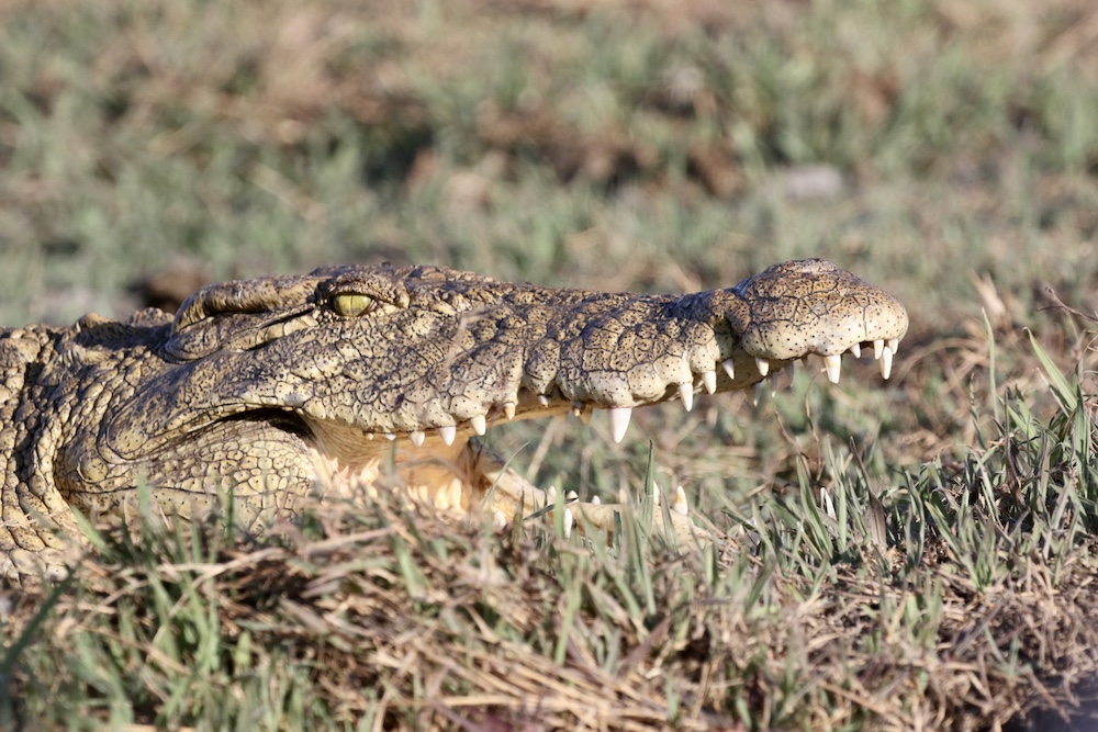 Coccodrillo sul fiume Chobe in Botswana - Croc on Chobe River in Botswana