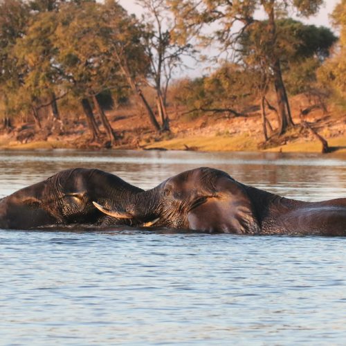 BOTSWANA: Campo mobile