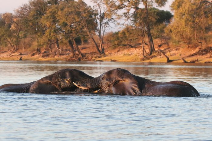 BOTSWANA: Campo mobile