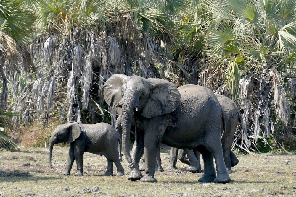 Gruppo di elefanti al Parco Nazionale di Ngorongosa