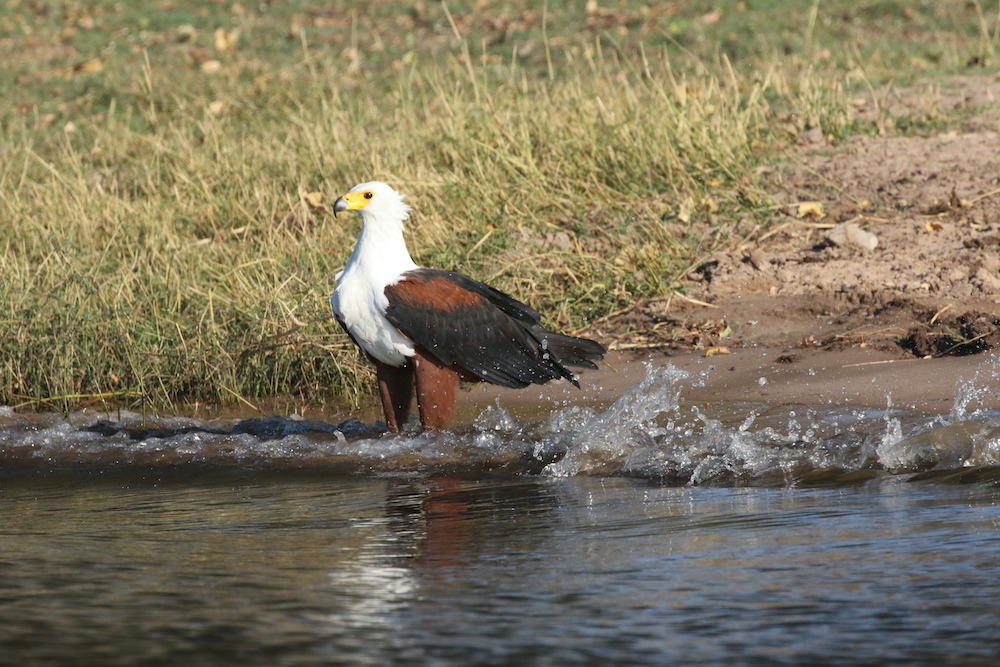 aquila urlatrice in Botswana