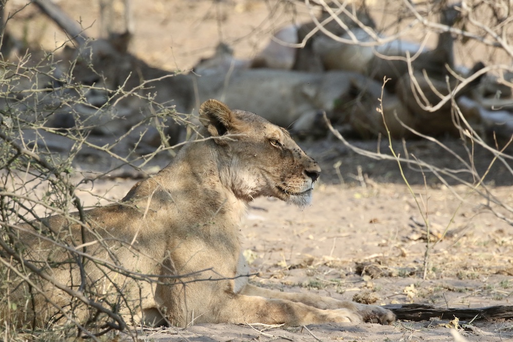 botswana in campo mobile