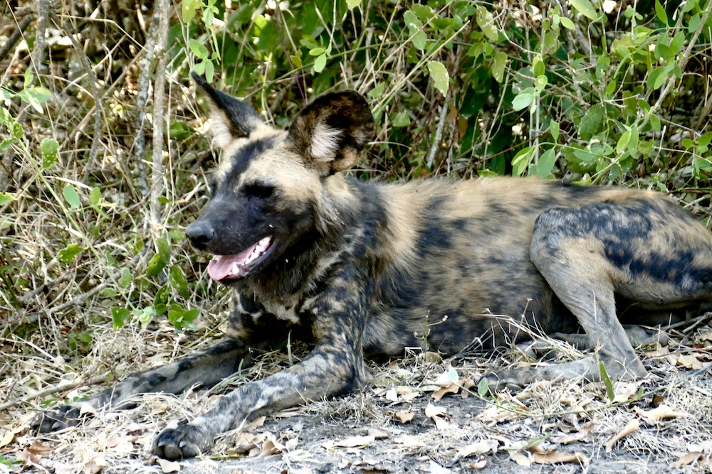 Licaone al Parco Nazionale di Ngorongosa in Mozambico