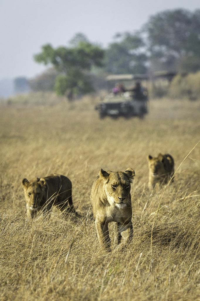 Leoni al Parco Nazionale di Kafue