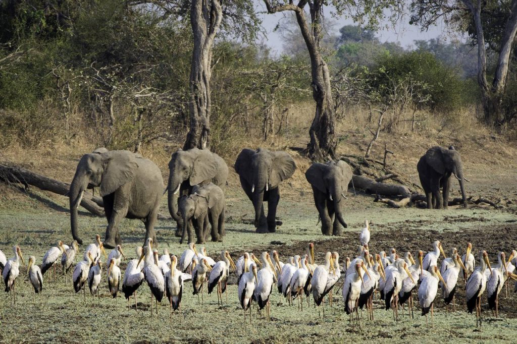 Elies and yellow billed storks