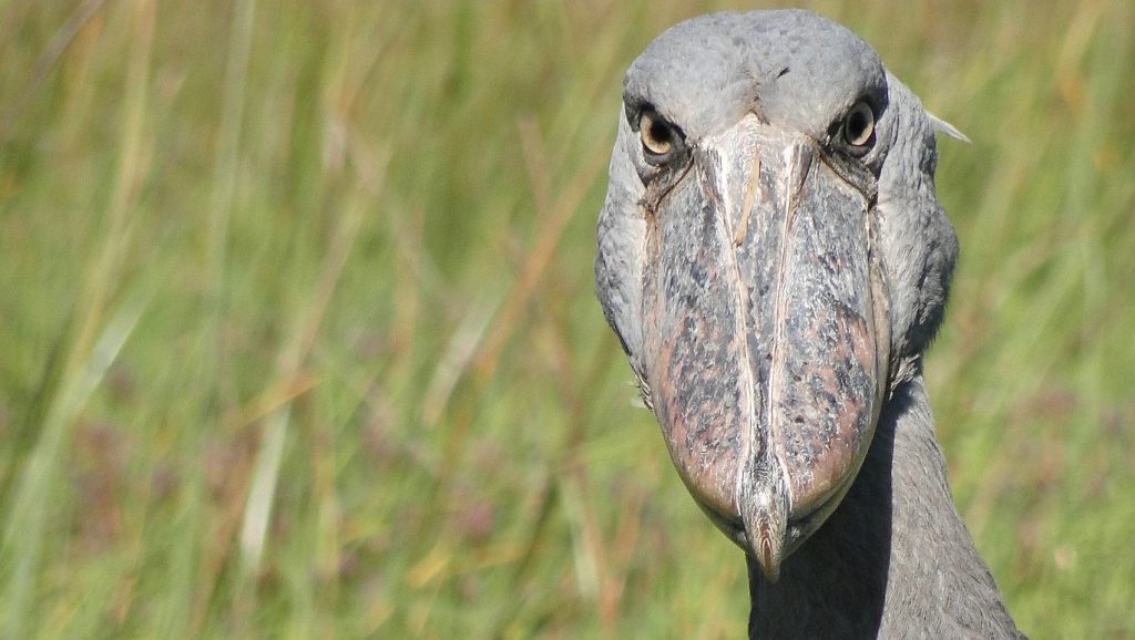 Shoebill storck zambia