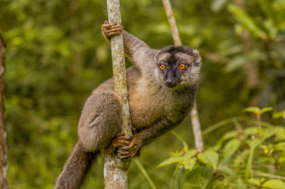 Lemure madagascar