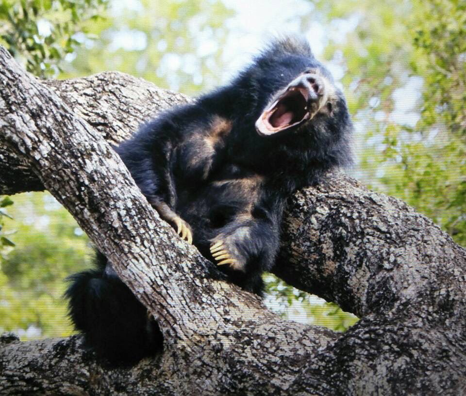 Sloth Bear - Sri Lanka