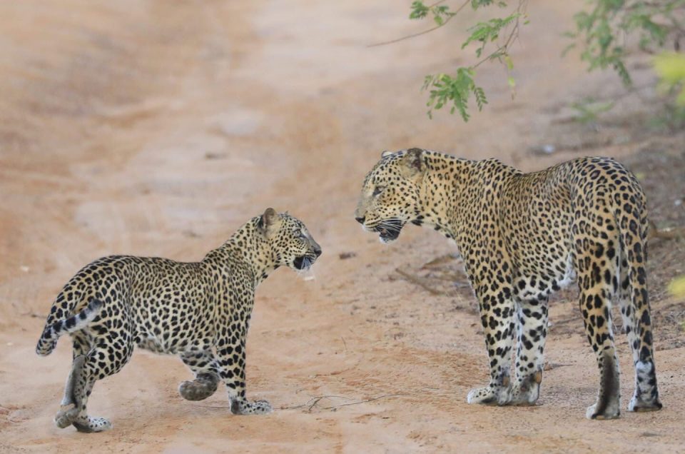 Esplorando la Ricca Fauna di Wilpattu National Park: Un Safari Affascinante in Sri Lanka