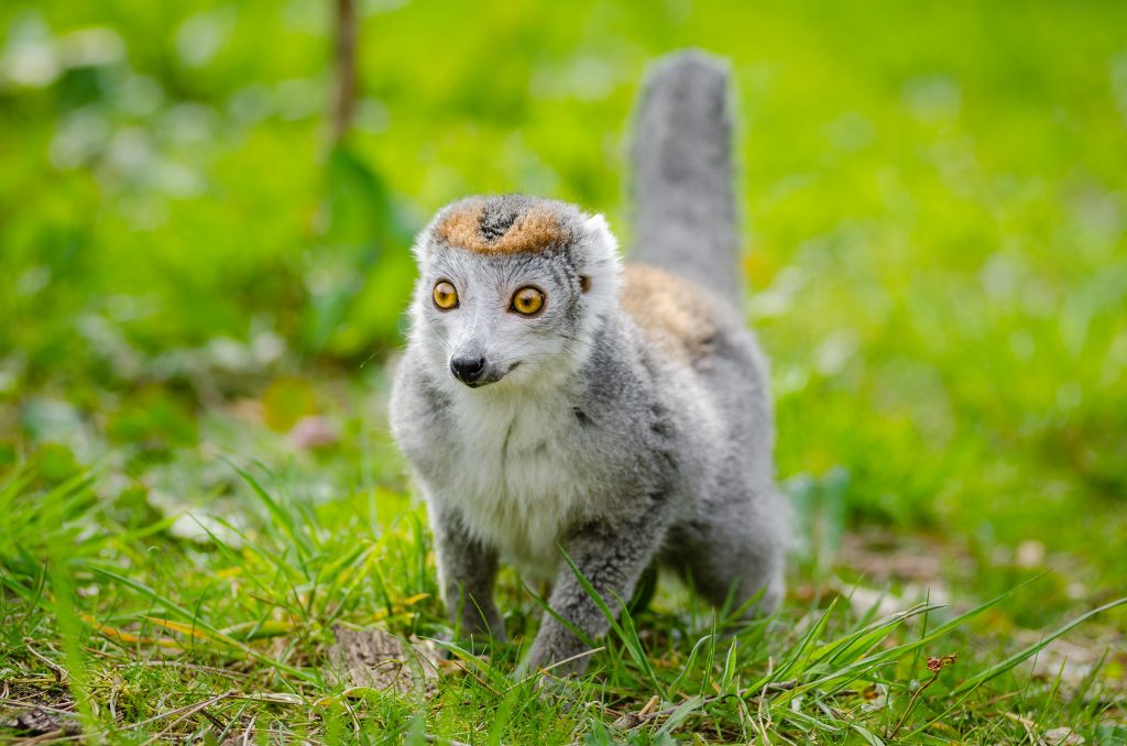 crowned lemur