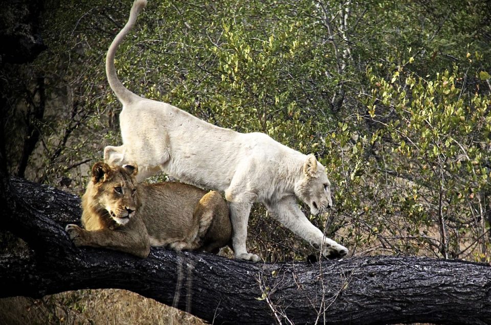 La Magia dei Leoni Bianchi di Timbavati: Un Capolavoro Unico della Natura