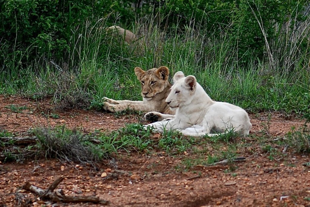 white lion timbavati