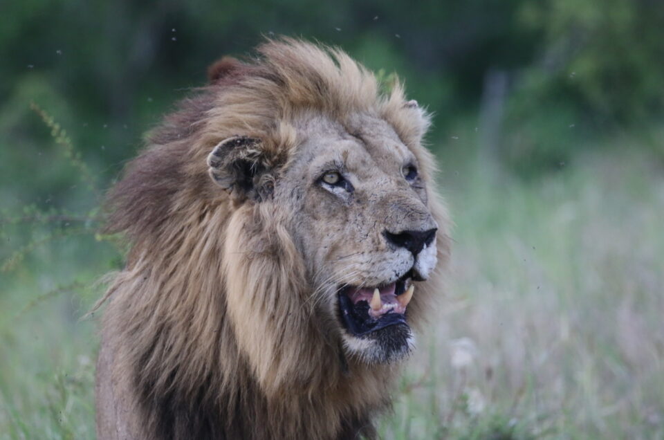 Safari al Kruger